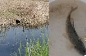 狼学姝游戏下载电脑版 狼学姝游戏下载电脑版